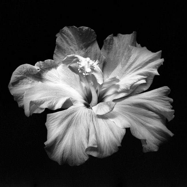 Abbildung eines Blütenkopfes einer Blüte von schräg oben in schwarz weiß.