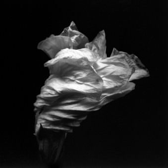 Abbildung eines fast vollständig geschlossenen Blütenkopfes einer Blüte von schräg oben in schwarz weiß.