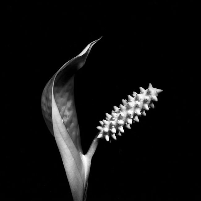 Abbildung eines Blütenkopfes einer Blüte von der Seite in schwarz weiß.