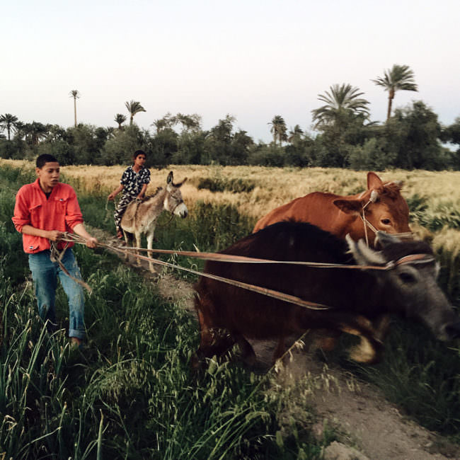 Ein Mann hält mitten auf einem Weg zwei Kühe an einem alten Gespann. Im Hintergrund sitzt ein Mann auf einem Esel.