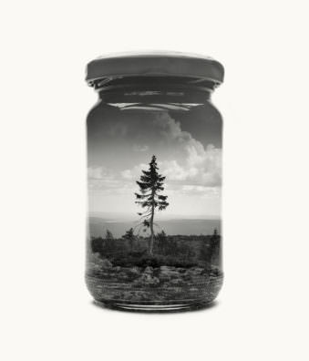 Abbildung eines Marmeladeglases vor hellem Hintergrund, auf dem ein einzelner Baum zu sehen ist.