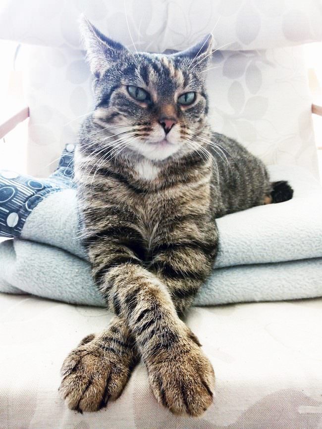 Portrait einer Katze mit überkreuzten Vorderpfoten