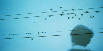 Doppelbelichtung eines Mannes der nach oben blickt mit Stromkabeln auf denen Vögel sitzen.