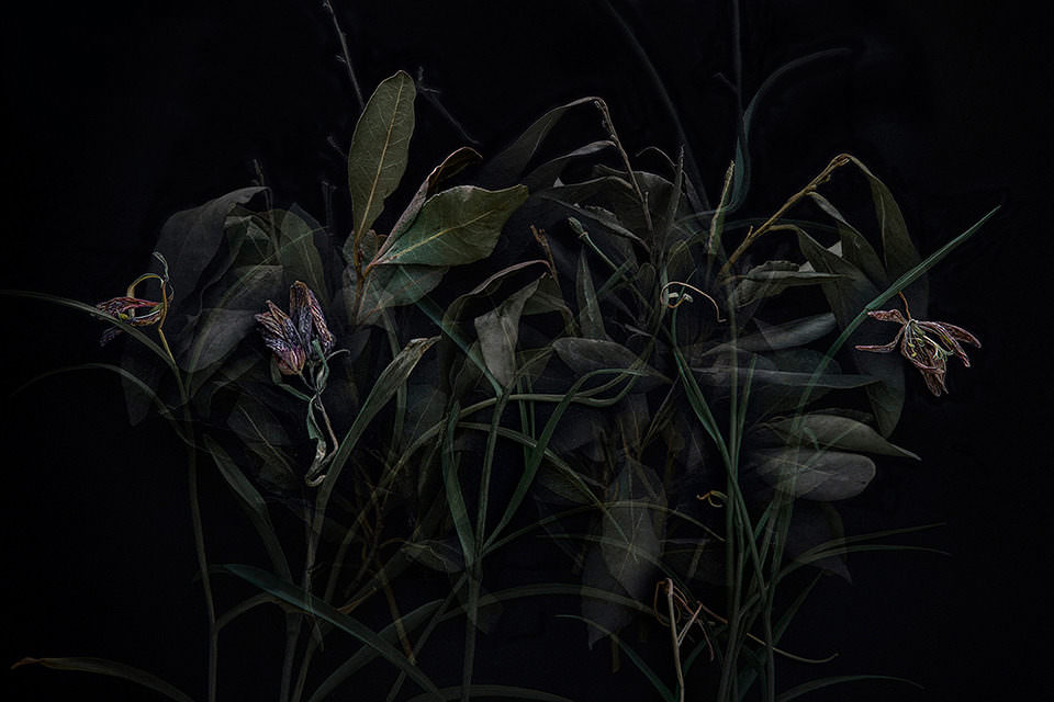 Vertrocknete Pflanzen liegen auf schwarzem Hintergrund.