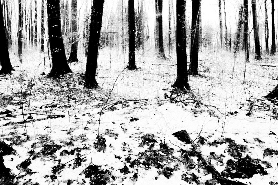 Ein Winterwald