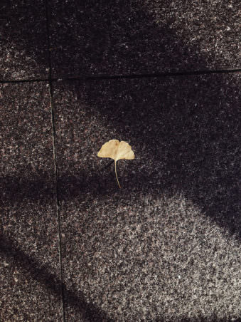 Ein einzelnes gelbes Blatt auf einem dunklen Betonboden.