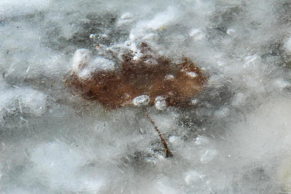 Ein Blatt ist unter einer Eisschicht gefroren.