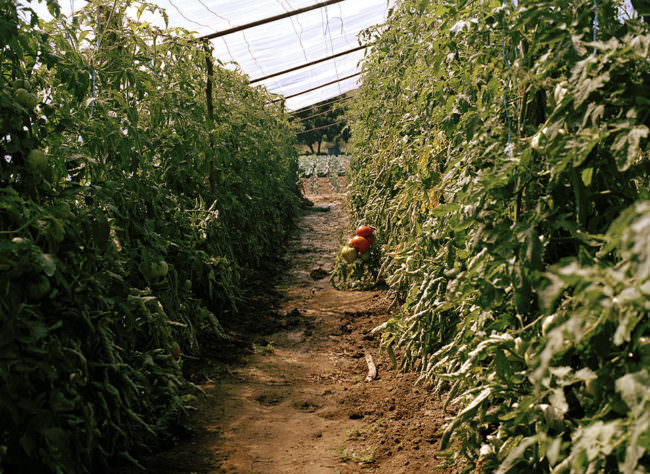 Blick ein ein Gewächshausgang, links und rechts stehen Tomatenpflanzen.