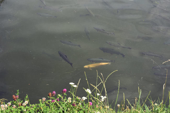 Aufsicht auf einen Teich in dem Fische schwimmen, am Rand ein Stück Wiese.