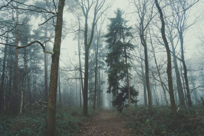 Ein Waldweg im Nebel