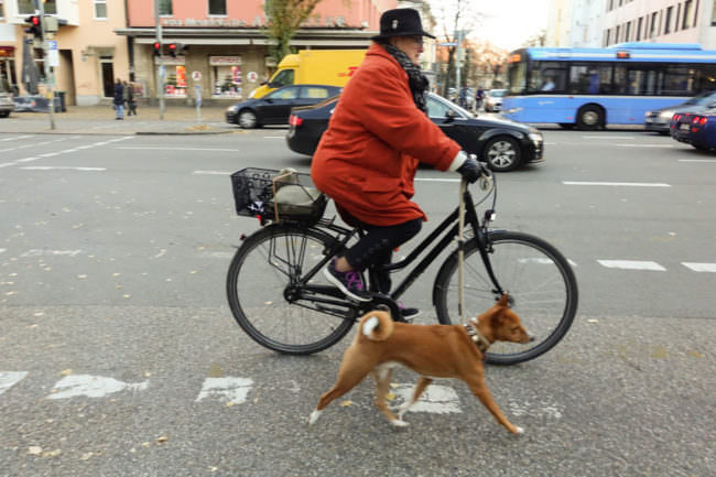 Eine Person auf einem Fahrrad führt einen Hund an der Leine.