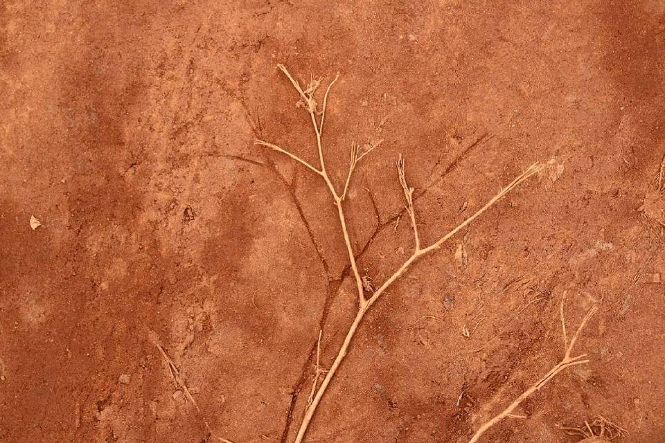Abdruck eines Zweiges in rotem Sand mit dem Zweig daneben liegend.
