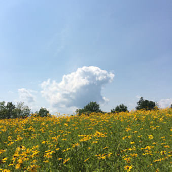 Landschaft mit Blumenfeld, blauem Himmel und einer Wolke darin.