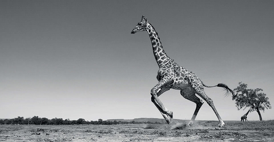 Eine rennende Giraffe