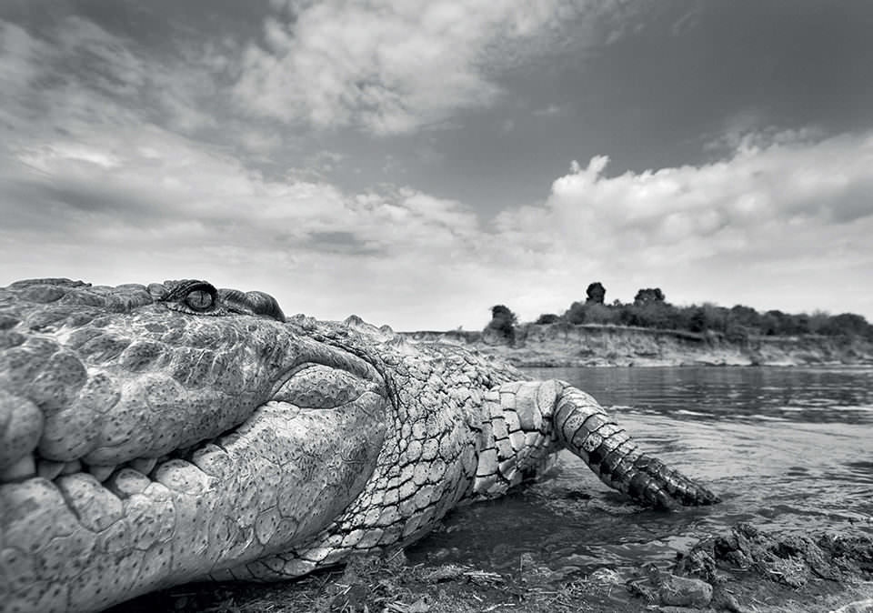 Ein Krokodil