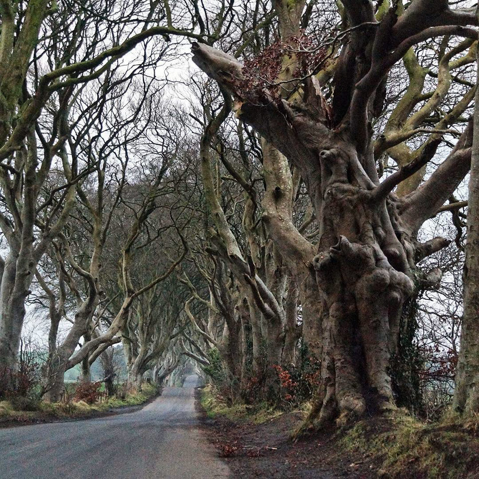 Ein Weg durch hohe Bäume