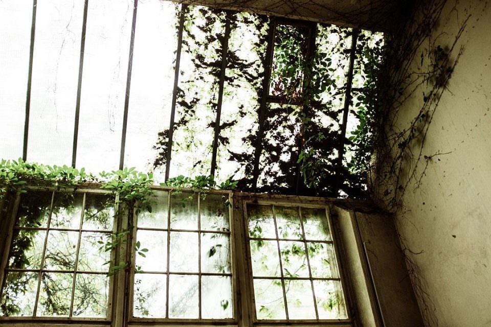 Von Pflanzen überwucherte Fenster.