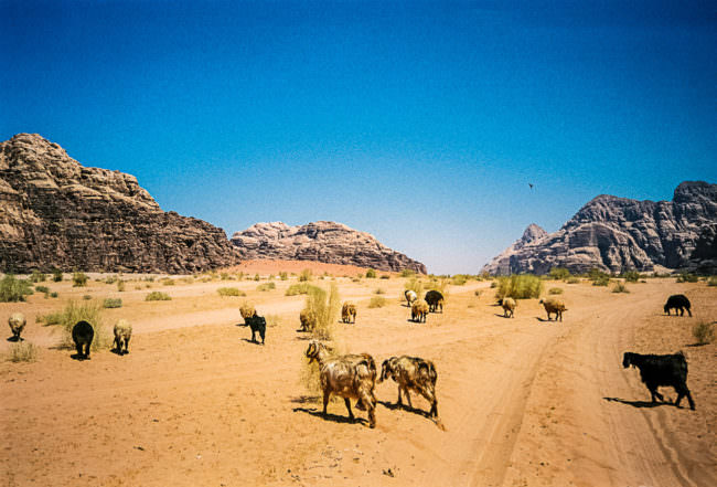 Tiere in der Wüste