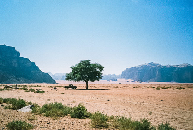 Ein Jeap an einem Baum in der Wüste