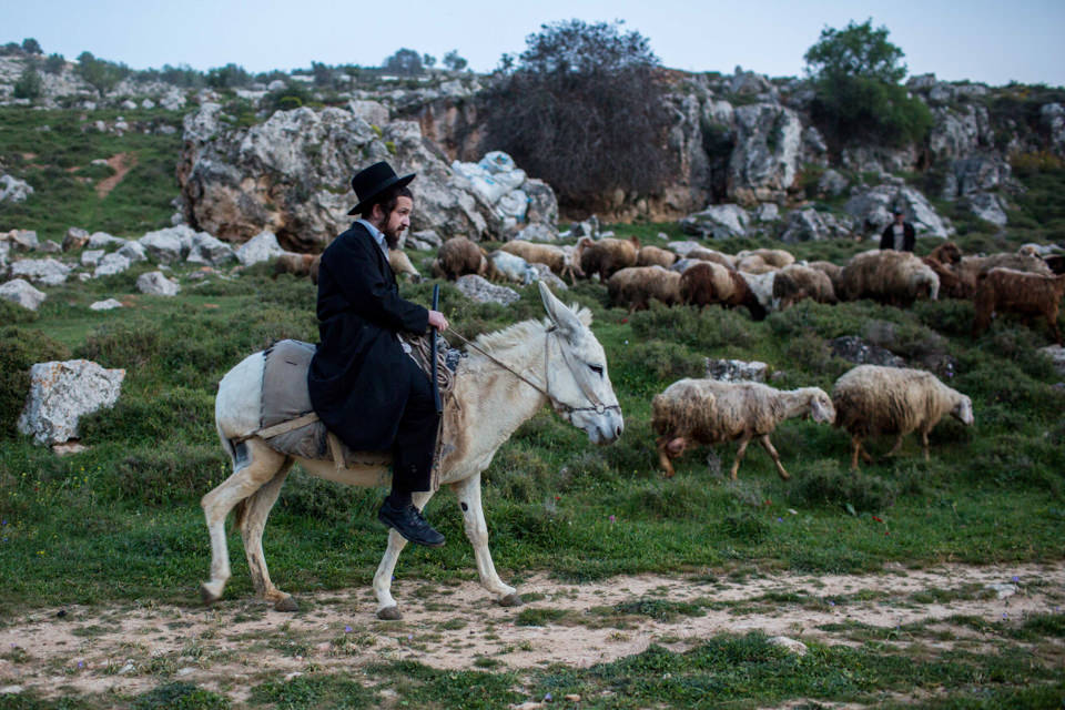 Ein orthodoxer Jude reitet auf einem Esel