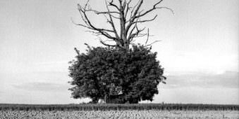 Baum auf einem kahlen Feld: Unten dicht begrünt, oben ragen hoch kahle Äste heraus.