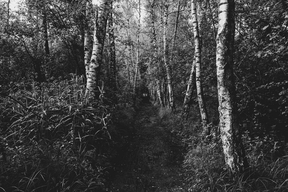 Weg in einem Birkenwald, an den Seiten hoch zugewachsen.