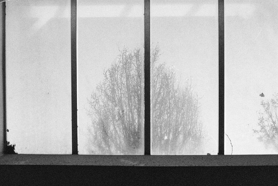 Reflexion eines Baumes in einem vierteiligen Fenster.