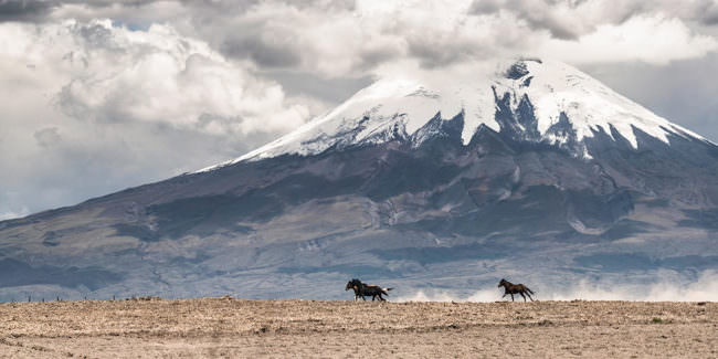 Pferde vor einem Berg