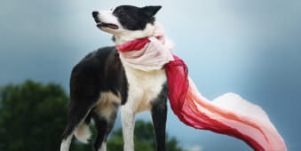 Ein Hund mit einem Schal.