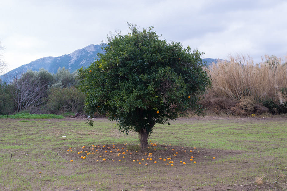 Ein Orangenbaum