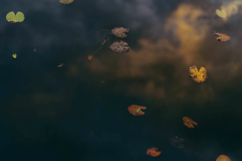 Blätter im Wasser