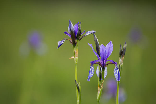 Violette Blumen