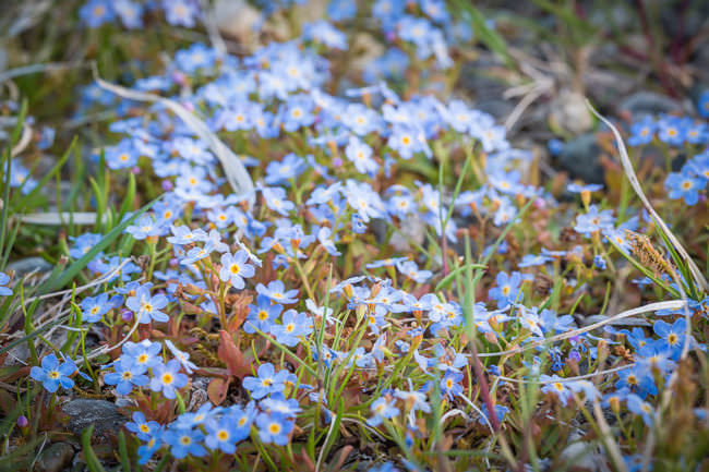 Blaue Blumen