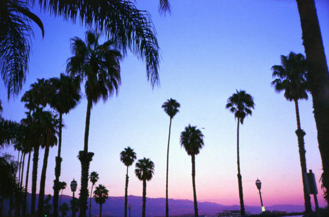 Palmen in der Abendsonne