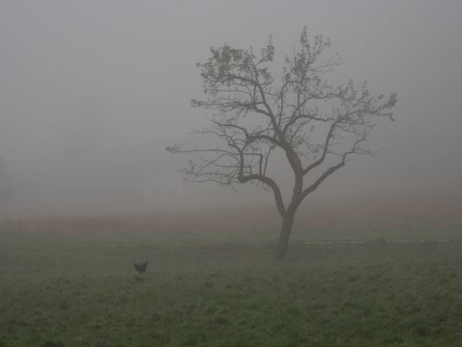 Baum mit Huhn im Nebel