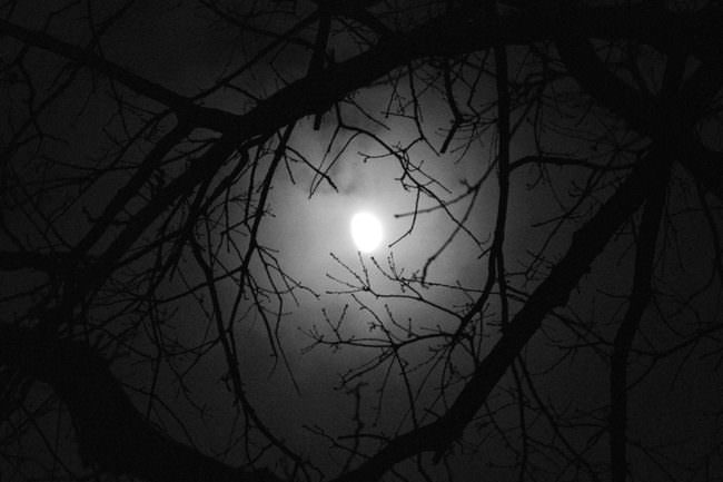 Nachthimmel mit Ästen, durch die der Mond hindurchscheint.