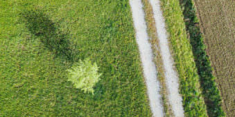 Luftaufnahme eines Feldes mit einem Baum und einem Weg.