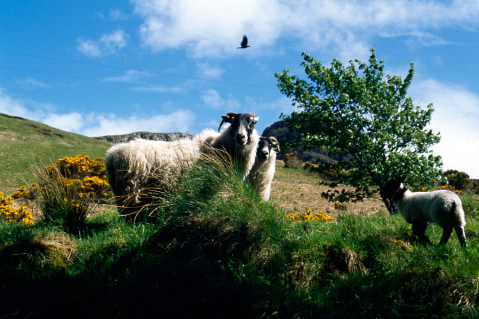 Schafe und ein Rabe