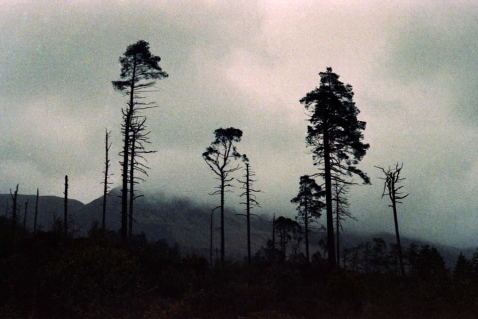 Wald in den Bergen und Nebel