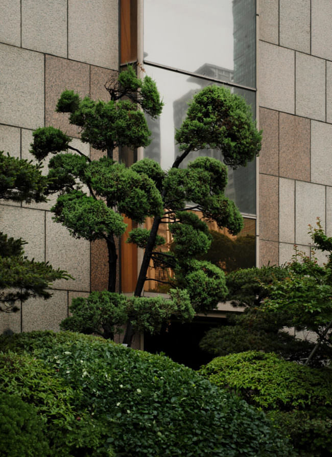 Baum vor einem hohen Gebäude