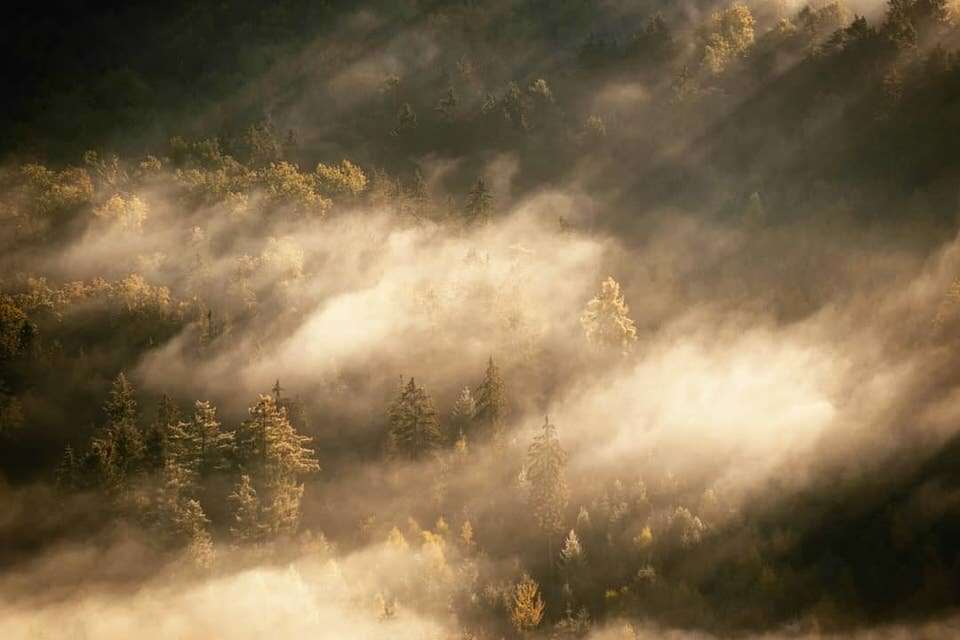 Nebel über dem Wald
