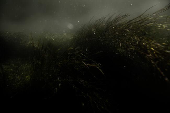 Gras in Dunkelheit und Nebel.