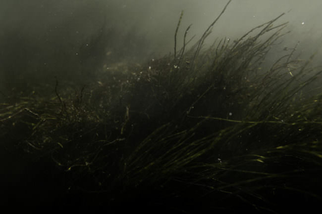 Gras in Dunkelheit und Nebel.