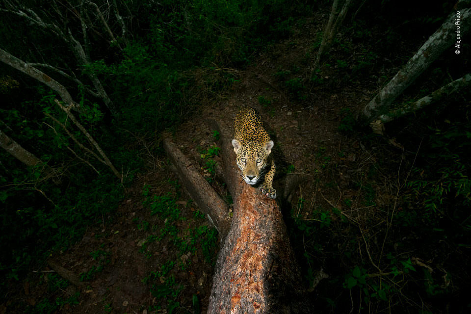 Jaguar an einem Baum