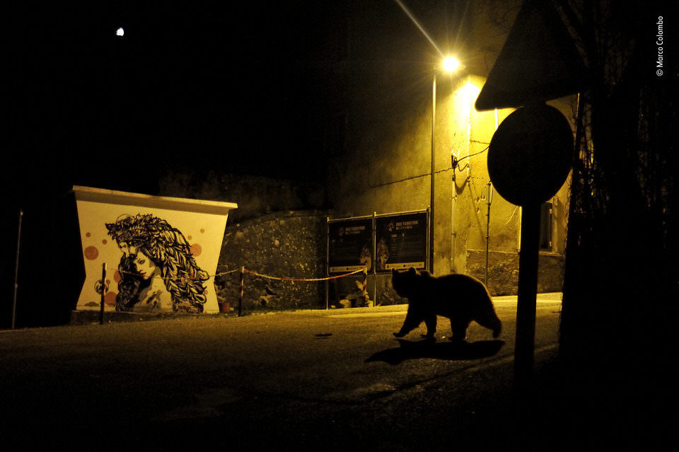 Ein Bär auf einer Straße