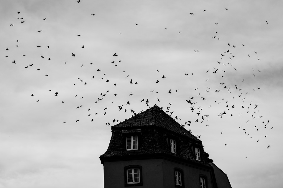 Vögel über einem Dach