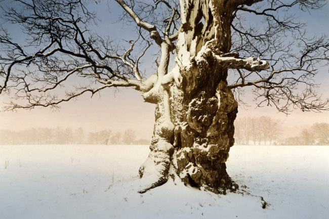 Alter Baum im Winter