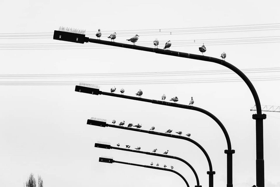 Vögel sitzen auf Straßenlaternen