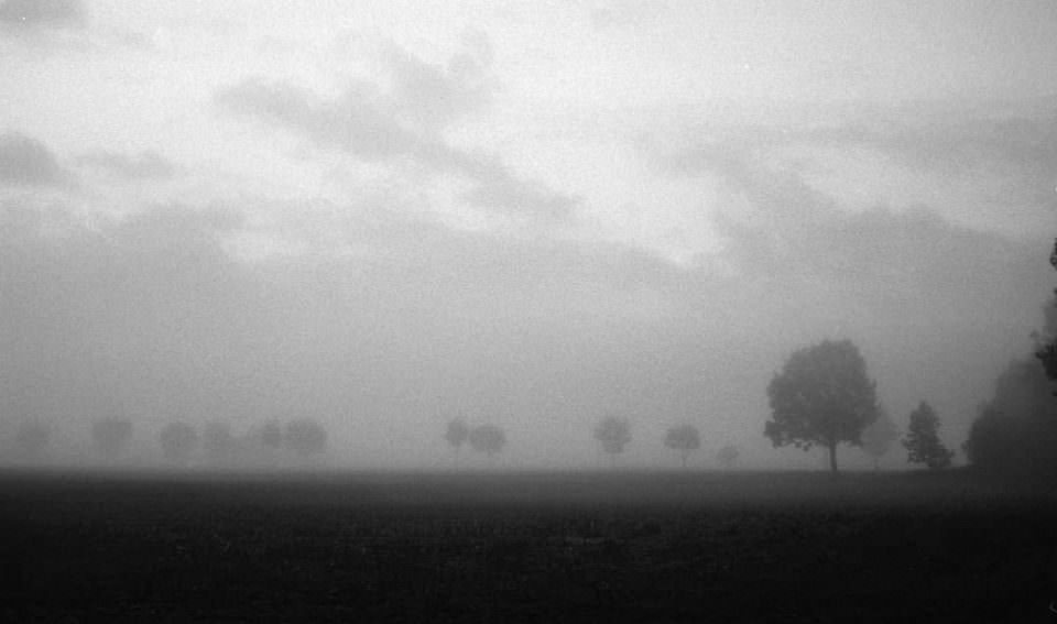 Landschaft mit Bäumen im Nebel