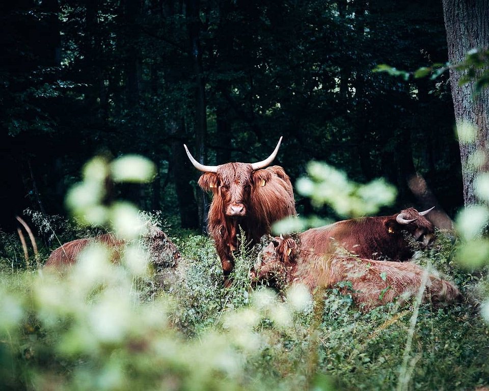 eine Gruppe Rinder auf einer Waldlichtung
